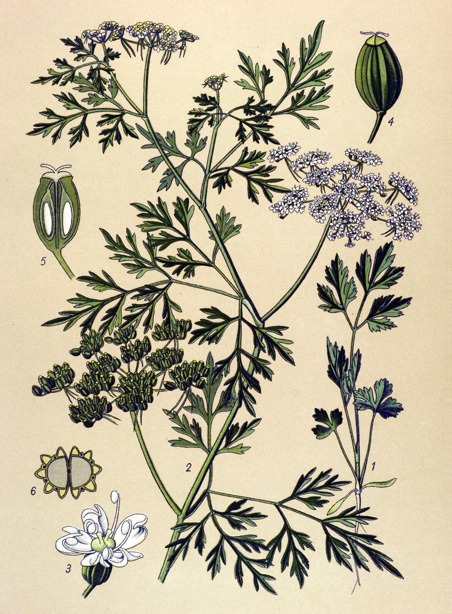 Botanická deska, jedovatá rostlina (toxická): Psí petržel nebo nepravá petržel (Aethusa cynapium) od Unbekannter Künstler