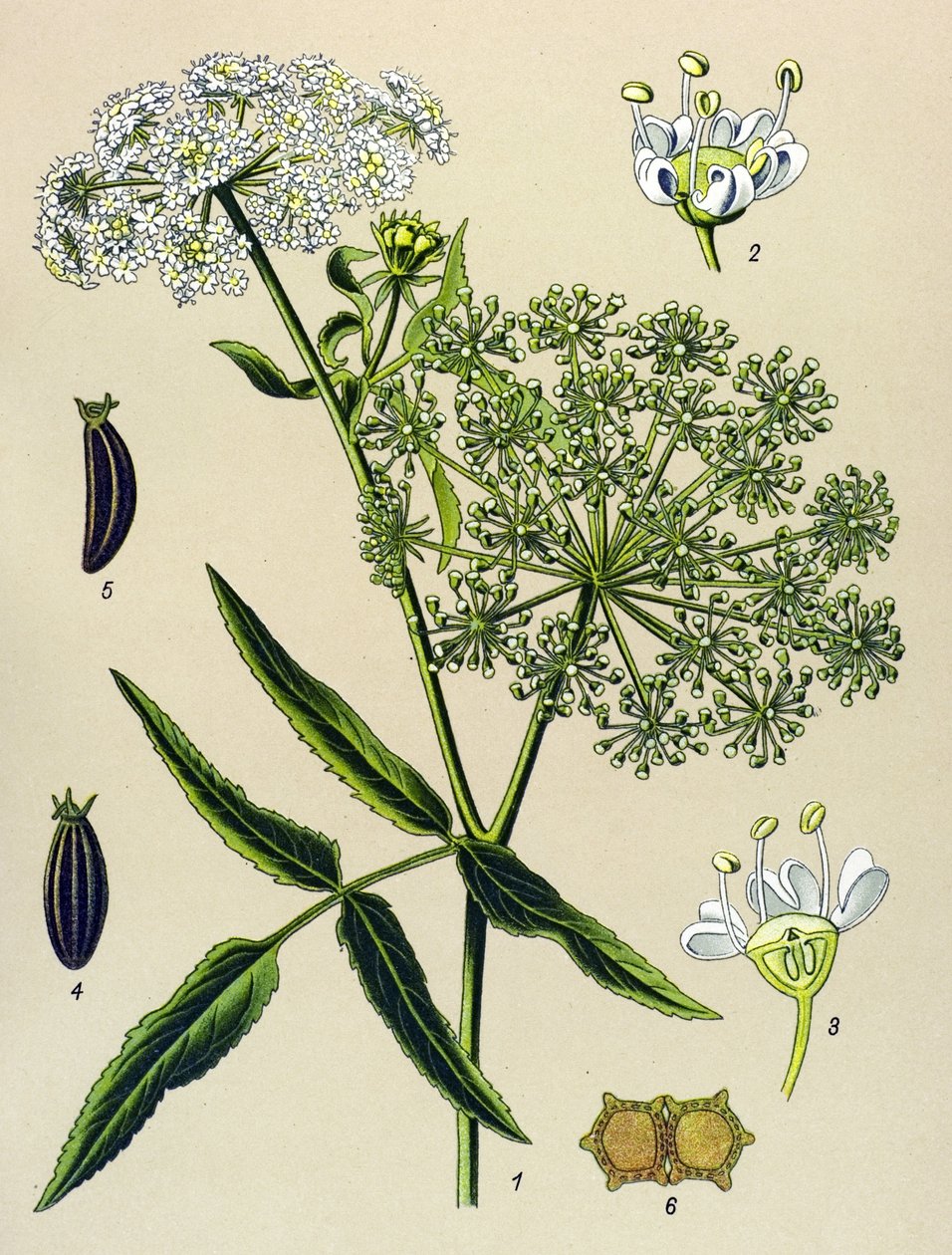 Botanická deska, žilnatá rostlina (toxická): Berle velká (Sium latifolium) od Unbekannter Künstler