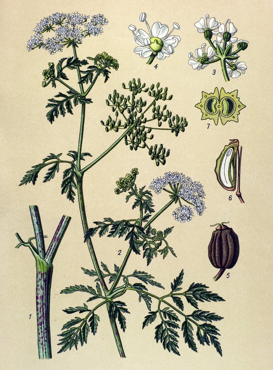 Botanická deska, jedovatá rostlina (toxická): Jedlice (Conium maculatum) od Unbekannter Künstler