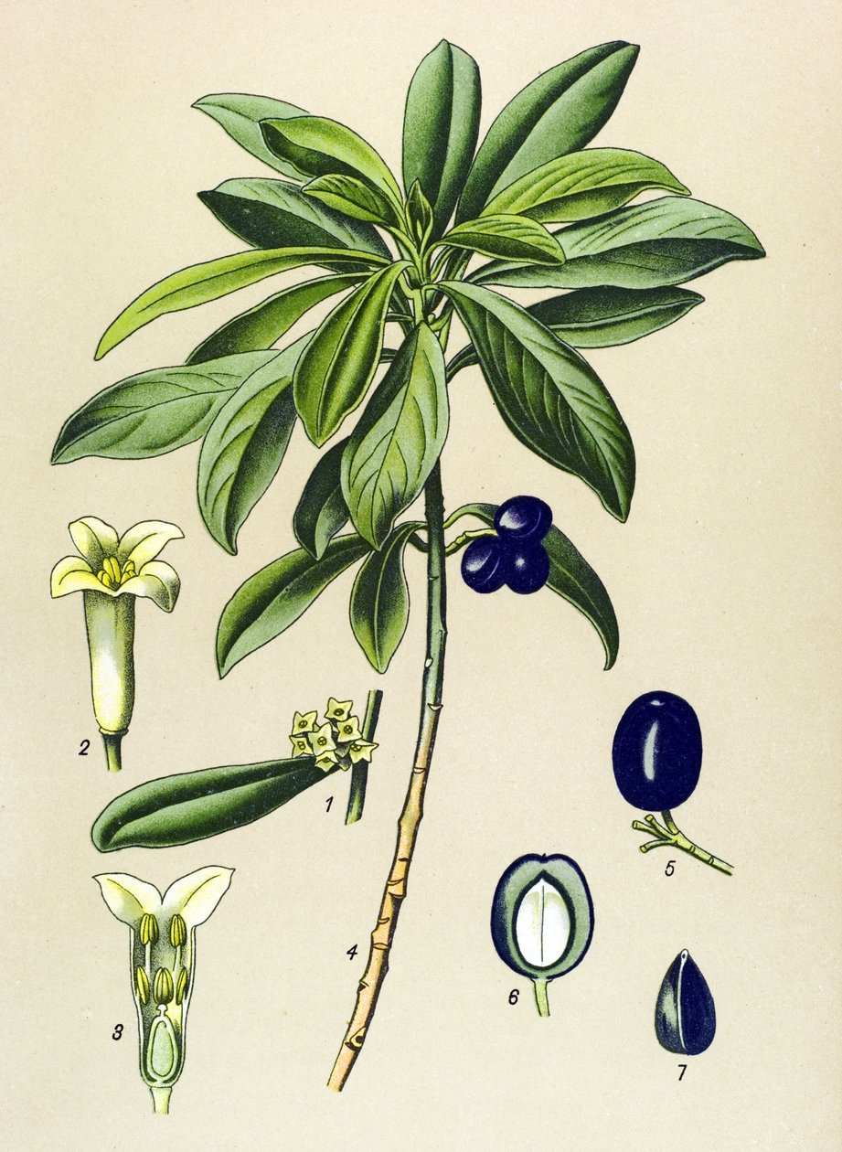 Botanická deska, jedovatá rostlina (toxická): Laurel (Daphne Laureola) od Unbekannter Künstler