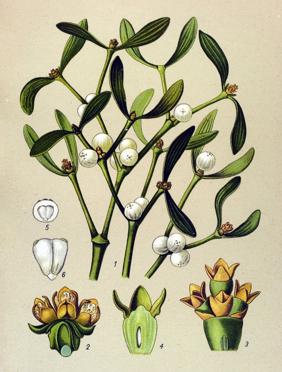 Botanická deska, žilnatá rostlina (toxická): Jmelí listové (Viscumalbum) od Unbekannter Künstler