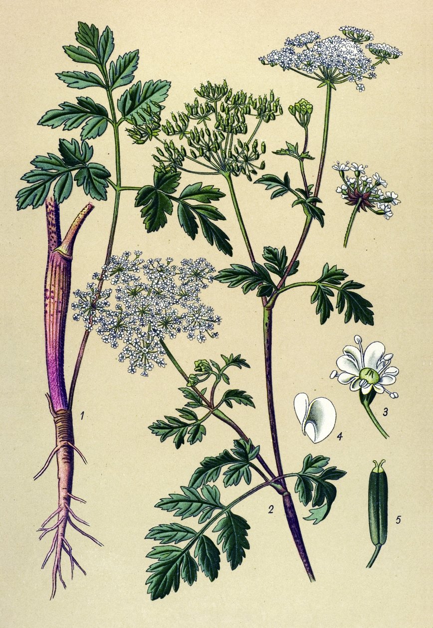 Botanická deska, žilnatá rostlina (toxická): Kerblík šikmý (Chaerophyllum temulum) od Unbekannter Künstler