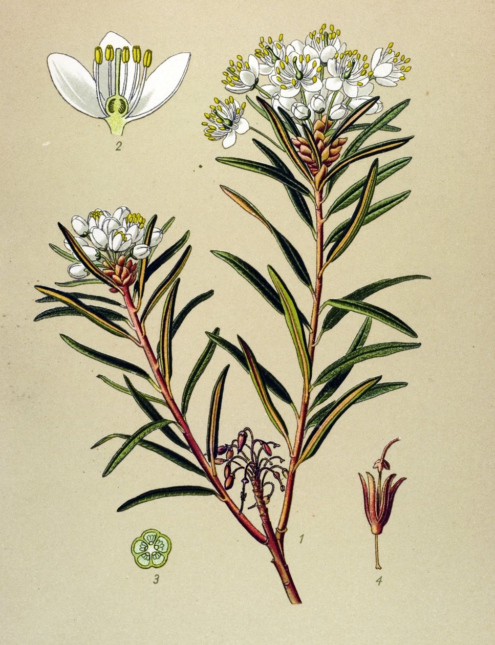 Botanická deska, jedovatá rostlina (toxická): Marsh Ledon (Ledum palustre) od Unbekannter Künstler