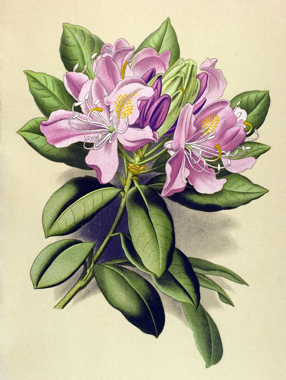 Botanická deska, žilnatá rostlina (toxická): Rododendron pontský (Rhododendron pontium) od Unbekannter Künstler