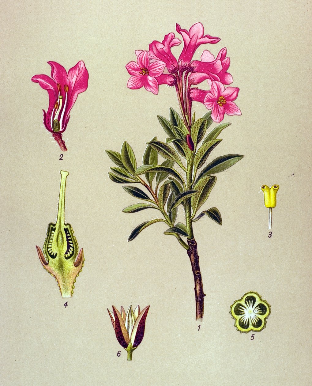 Botanická deska, žilnatá rostlina (toxická): Rhododendron cilie (Rhododendron hirsutum) od Unbekannter Künstler