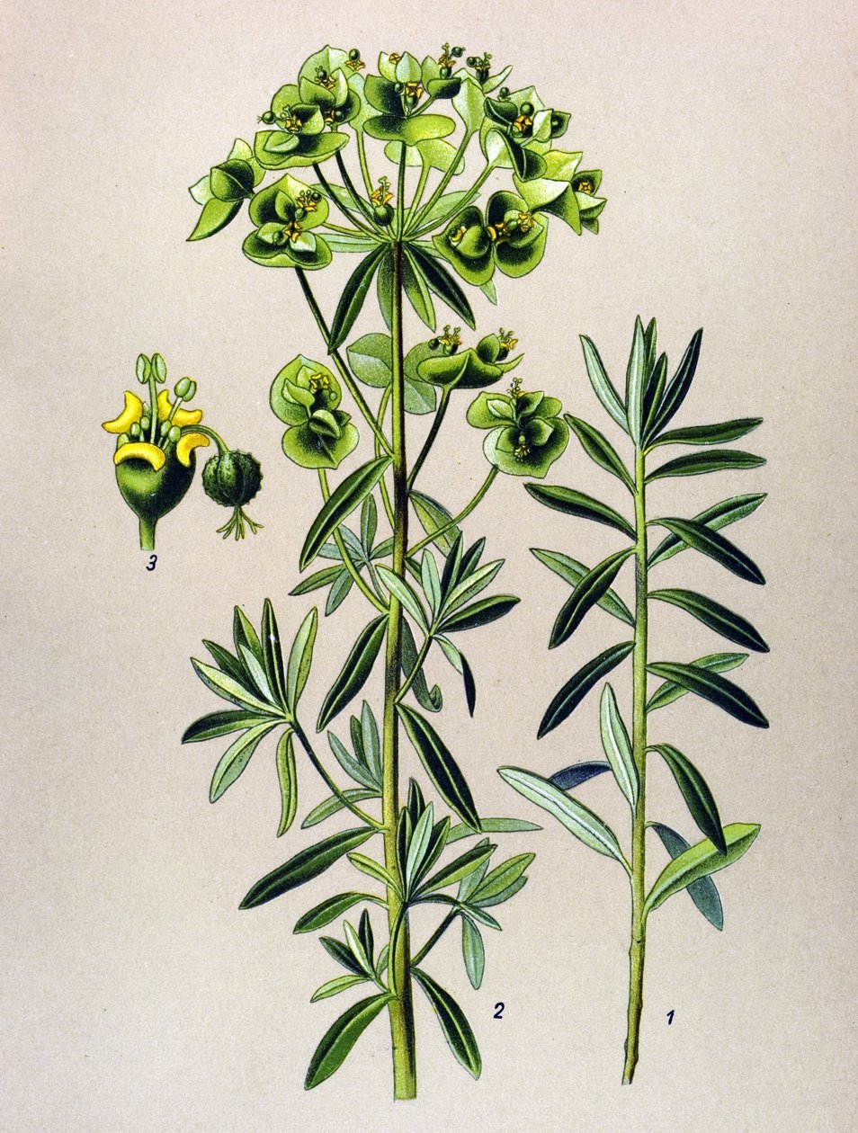 Botanická deska, jedovatá rostlina (toxická): Eule Eule nebo Euphorbia Peplus (Euphorbia Peplus) od Unbekannter Künstler