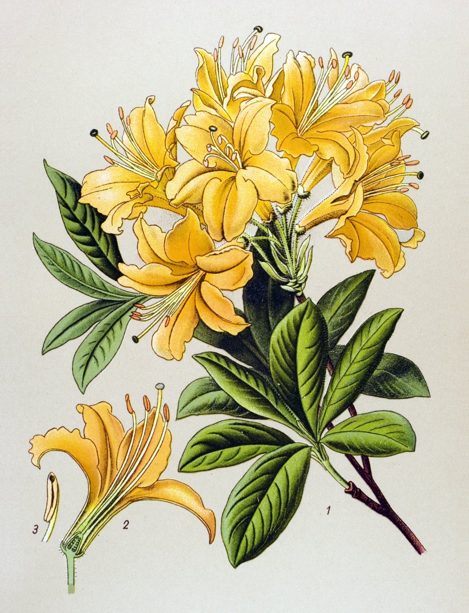 Botanická deska, žilnatá rostlina (toxická): Azalka žlutá (Rhododendron luteum) od Unbekannter Künstler