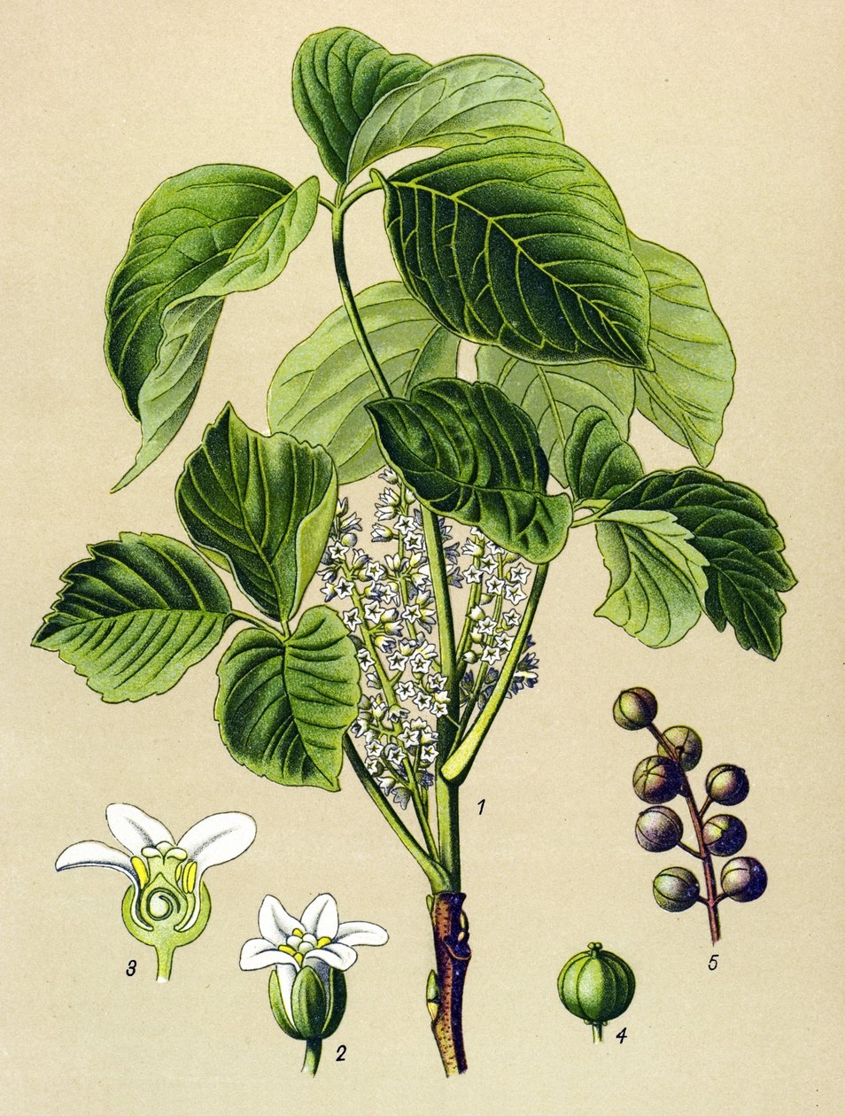 Botanická deska, jedovatá rostlina (toxická): škumpa popínavá (Rhus toxicodendron) od Unbekannter Künstler