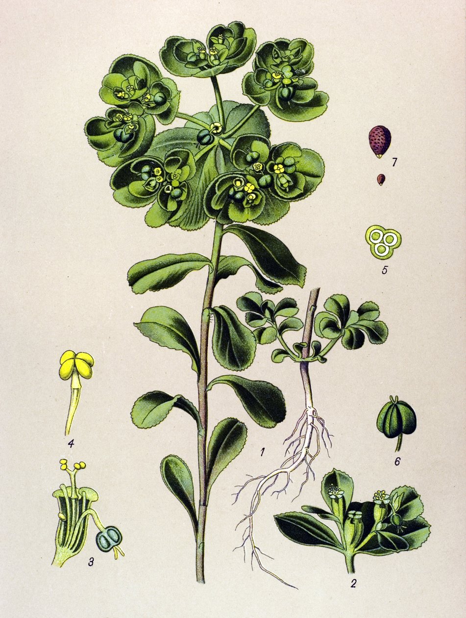 Botanická deska, žilnatá rostlina (toxická): euphorbia probouzející se ráno nebo malé světlo (Euphorbia helioscopia) od Unbekannter Künstler