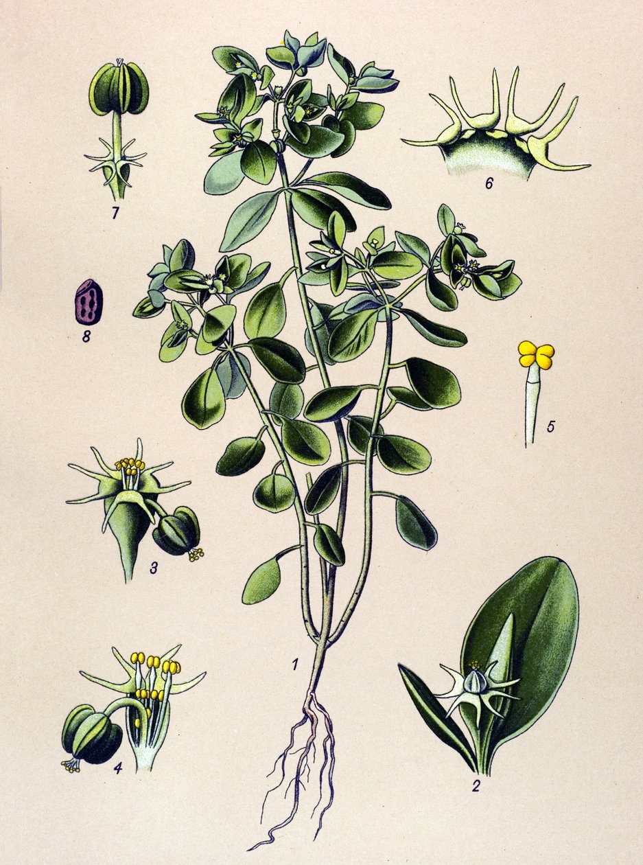Botanická deska, žilnatá rostlina (toxická): euphorbia esule nebo euphorbia acre od Unbekannter Künstler