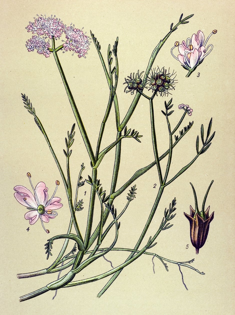 Botanická deska, žilnatá rostlina (toxická): píštěl (Oenanthe fistulosa) od Unbekannter Künstler