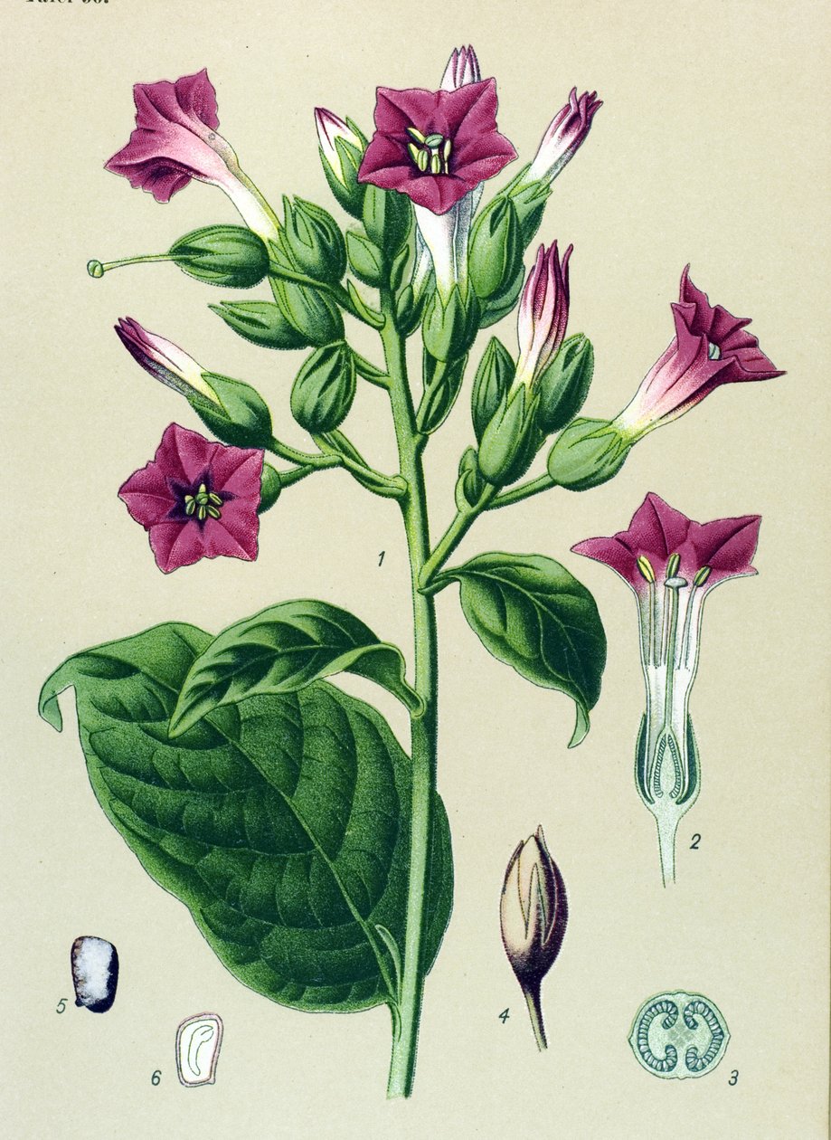 Botanická deska, žilnatá rostlina (toxická): okrasný tabák (Nicotiana tabacum) od Unbekannter Künstler