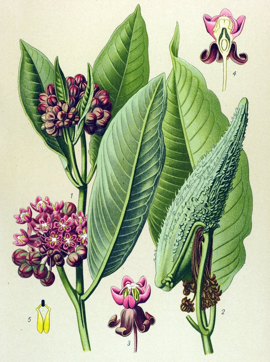 Botanická deska, žilnatá rostlina (toxická): rajče (Asclepias Cornuti) od Unbekannter Künstler