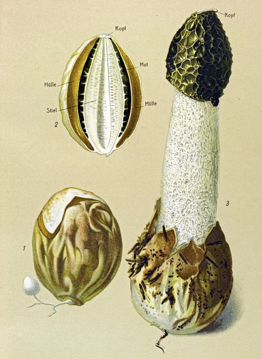 Botanická deska s jedlou houbou: Stinky Satyre (Phallus impudicus) od Unbekannter Künstler