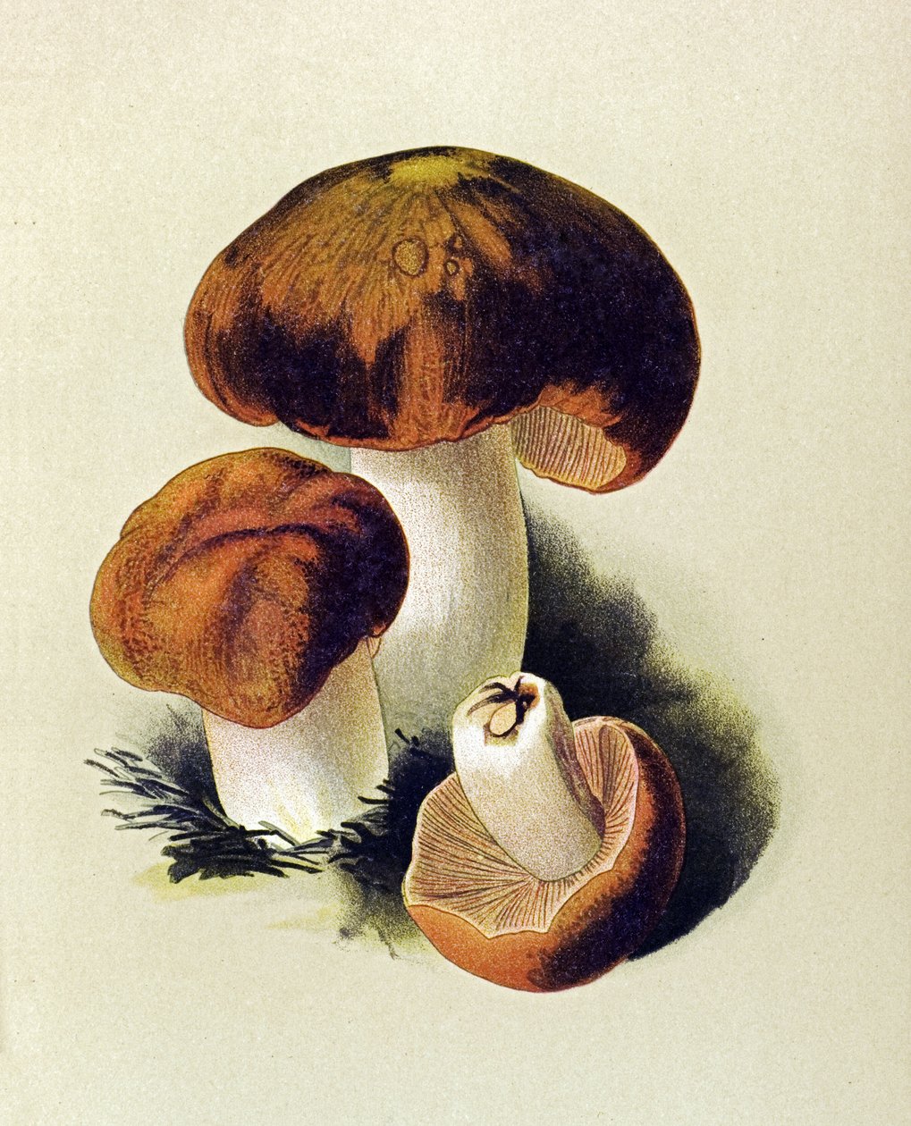 Botanická deska s toxickou houbou (jedovatou): Russule foetens (Russula foetens) od Unbekannter Künstler