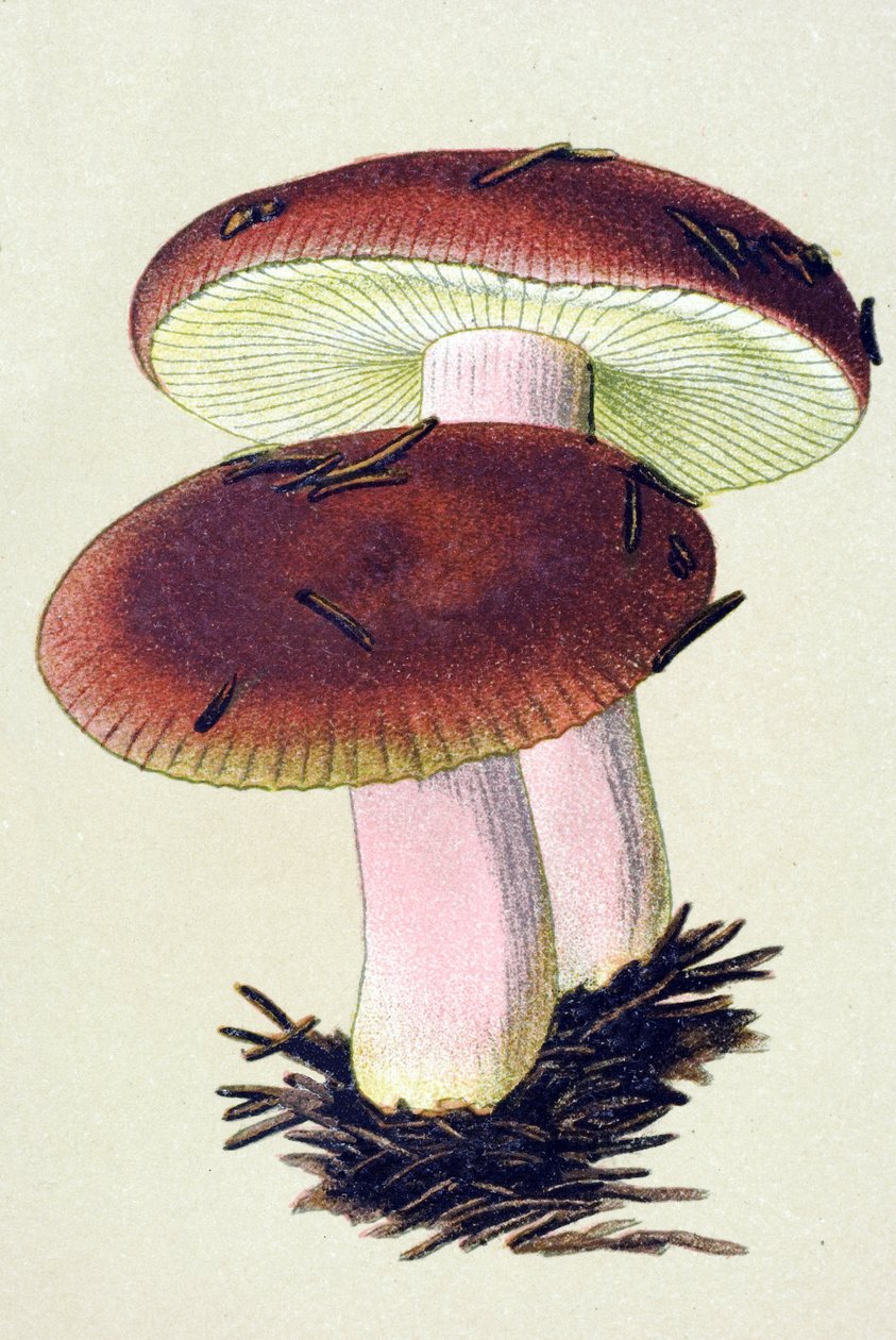 Botanická deska s toxickou houbou (žilnatá): Russule emetická (Russula emetica) od Unbekannter Künstler