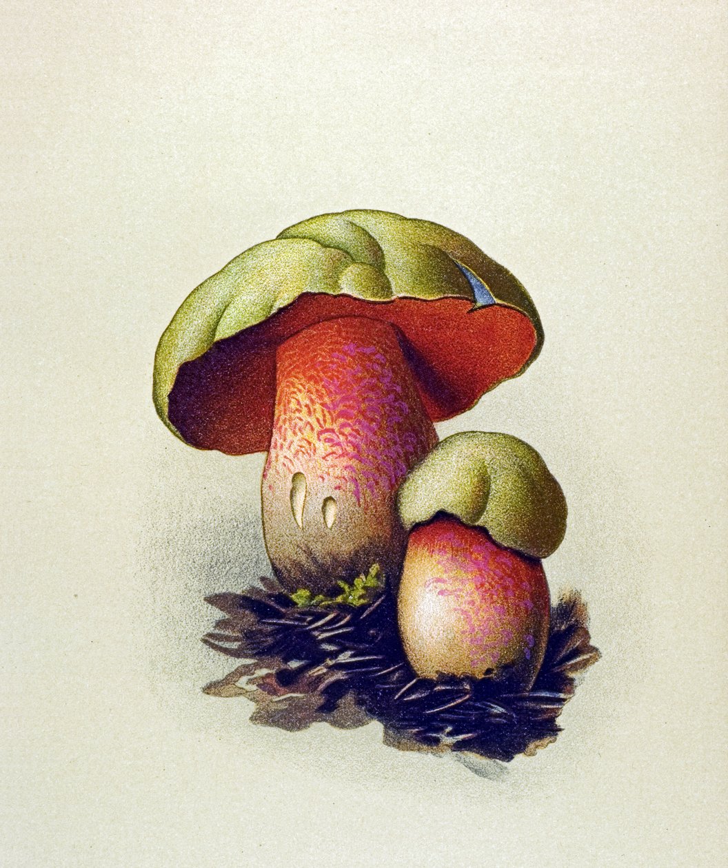 Botanická deska s toxickou houbou (žilnatá): Hřib vlčí (Boletus lupinus) od Unbekannter Künstler
