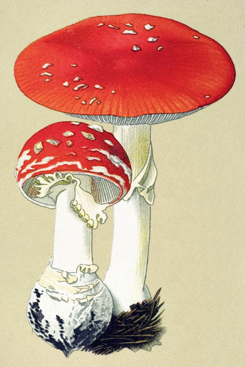 Botanická deska s toxickou houbou (jedovatou): fly alanit (mucha zabíjí) nebo falešný pomeranč (Amanita muscaria) od Unbekannter Künstler
