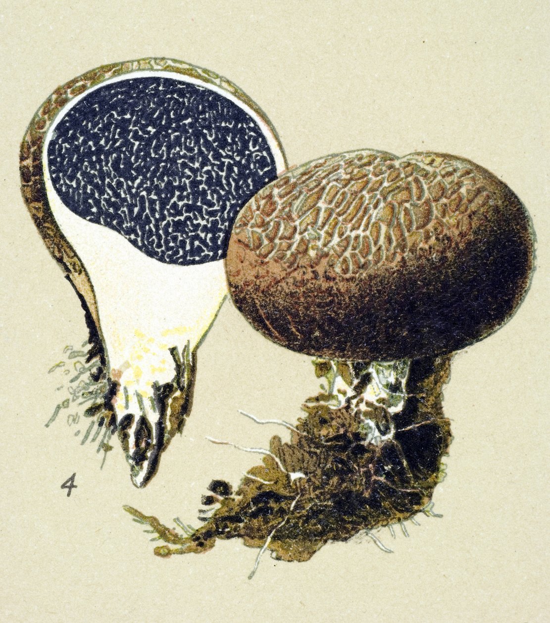 Botanická deska s toxickou houbou (žilnatá): vulgární sklerodermie (Scleroderma vulgare) od Unbekannter Künstler