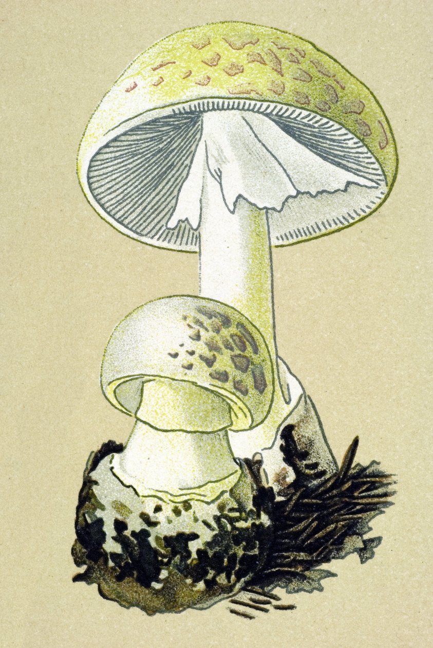 Botanická deska s toxickou houbou (žilní): amanit faloidní (Amanita phalloides) od Unbekannter Künstler