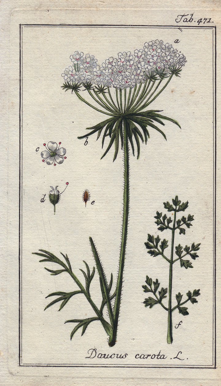 Botanické: mrkev květ - Květy a listy mrkve, Daucus carota. Ručně kolorovaná mědirytina podle kresby B. Thannera z knihy Johannese Zorna "Icons plantarum medicinalium", Německo. od Unbekannter Künstler