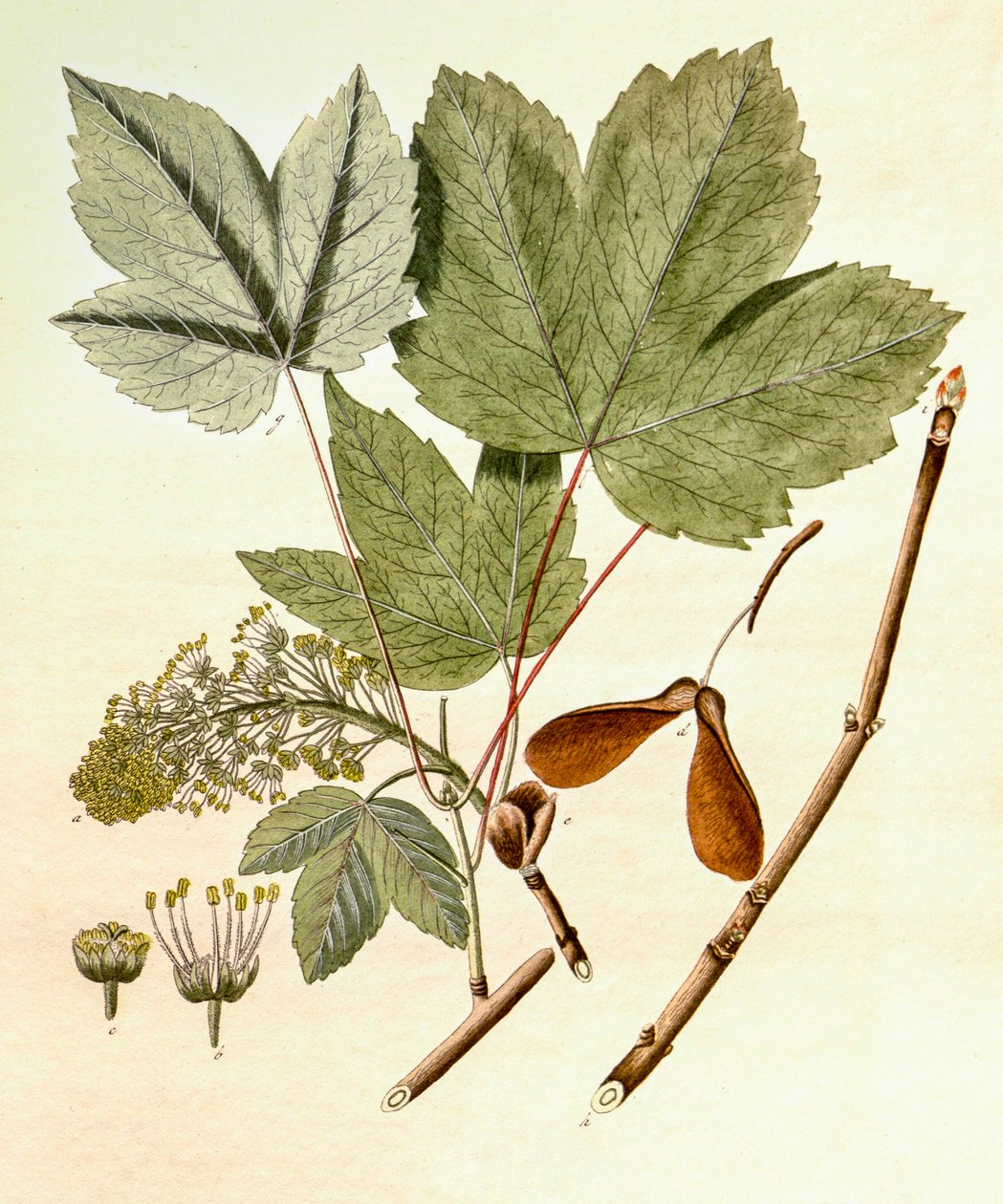 Botanická ilustrace/Acer pseudoplatanus/javor klen od Unbekannt