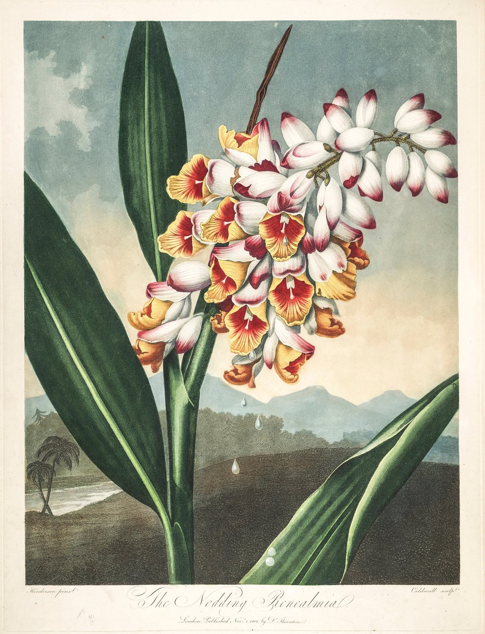 Botanická ilustrace/Alpinia zerumbet, aneb květ mé duše, slzy panny, skořápka zázvoru nebo dokonce květ ráje od Unbekannter Künstler