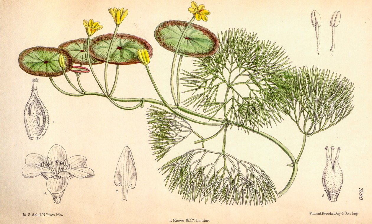 Botanická ilustrace/Cabomba aquatica od Unbekannt