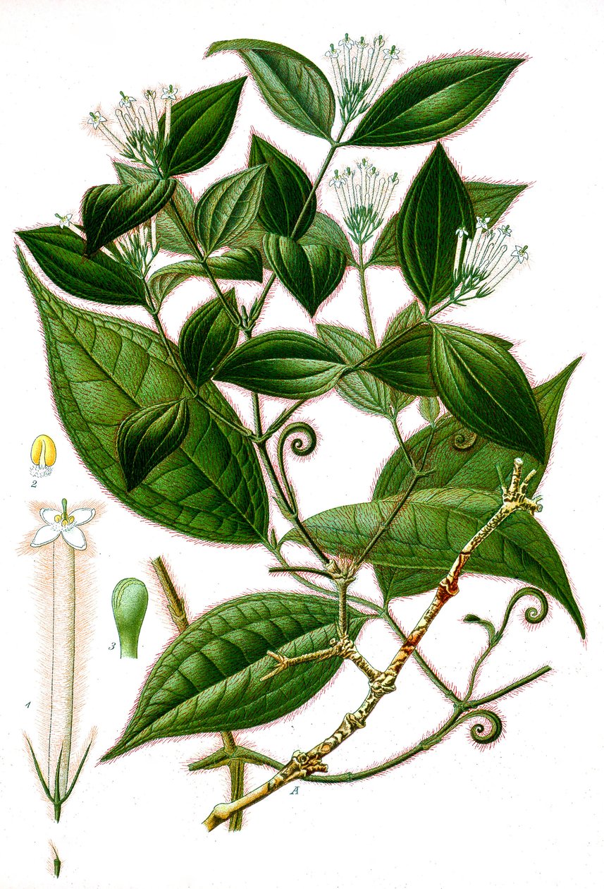 Botanická ilustrace/Strychnos toxifera/Curare od Unbekannt