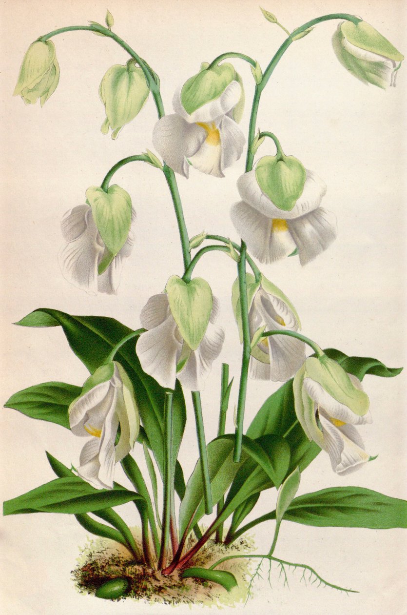 Botanická ilustrace / Utricularia alpina / Utricular alpina od Unbekannt