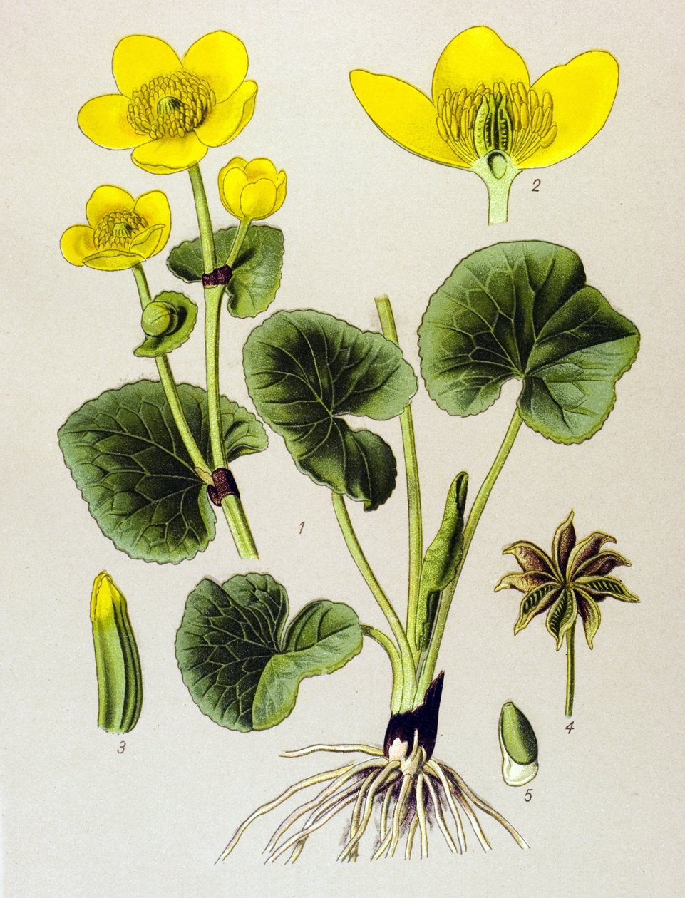 Botanické prkno. Venenózní rostlina (toxická): bahenní populace (Caltha palustris) od Unbekannter Künstler