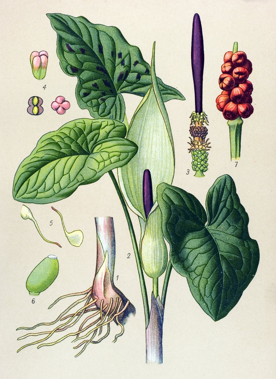 Botanické prkno. Venózní (jedovatá) a léčivá rostlina: borůvka skvrnitá (Arum maculatum) od Unbekannter Künstler