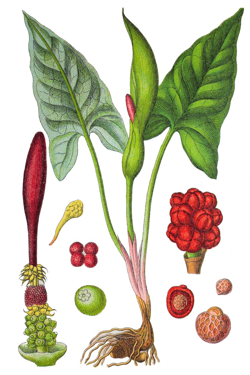 Botanická tabulka: arum skvrnitý (Arum maculatum), léčivá rostlina, historická chromolitografie od Unbekannter Künstler