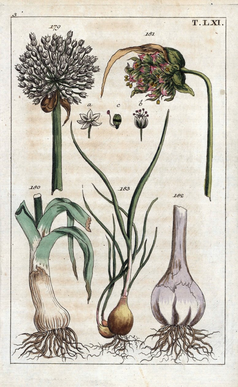 Botanika: pórek, česnek, echalote - Pórek, Allium pollum 179, česnek květ, Allium sativum 181, česnek cibule 182 a šalotka, Allium cepa var. aggregatum, ascalonicum od Unbekannter Künstler