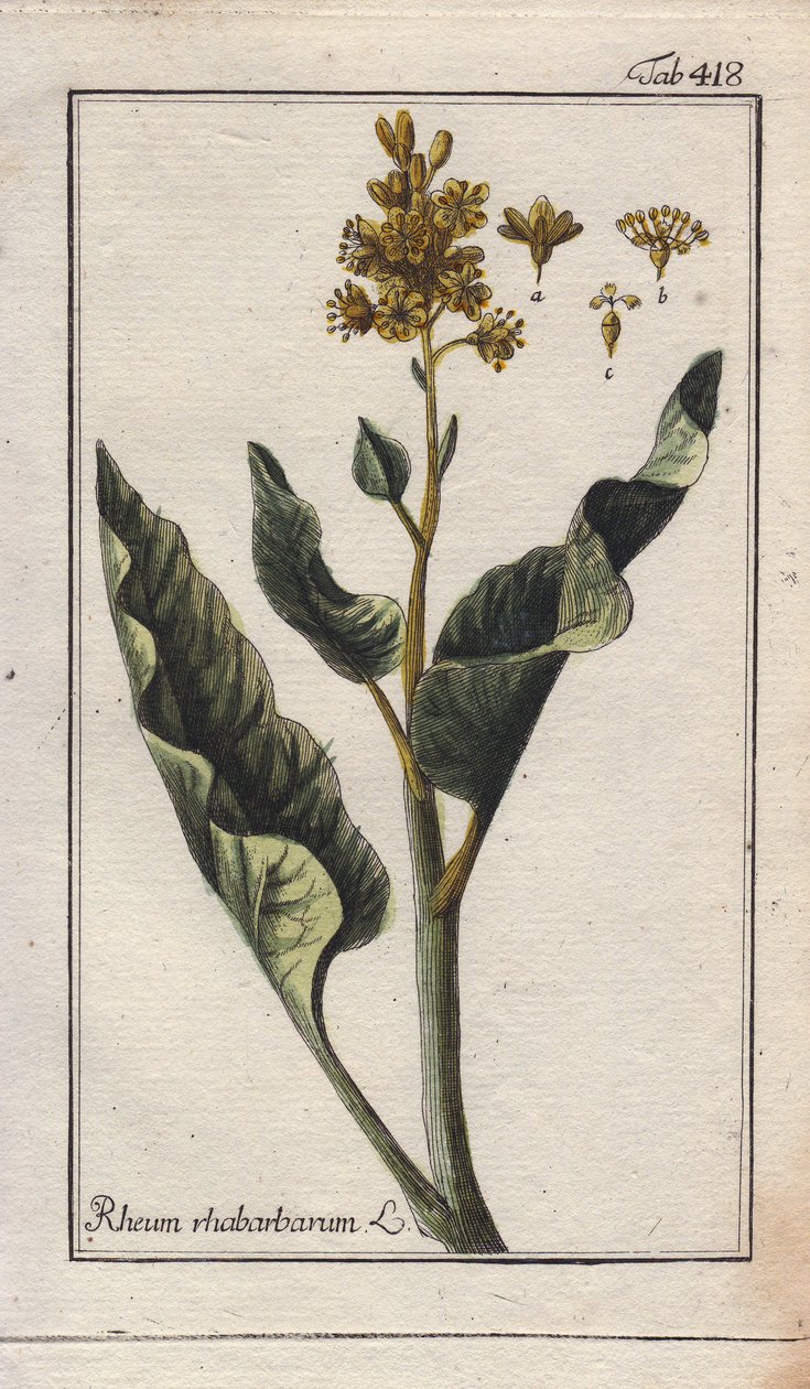 Botanika: listy rebarbory - listy rebarbory, Rheum rhabarbarum. Ručně kolorovaná mědirytina podle kresby B. Thannera z knihy Johannese Zorna "Icons plantarum medicinalium", Německo. od Unbekannter Künstler