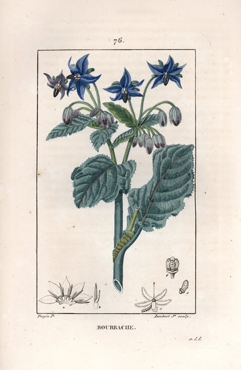 Bourrache officinale - Rytina od Lamberta filse, podle kresby Pierra Jeana Francoise Turpina (1775-1840), z knihy La flore medicale, de Chaumeton, Poiret et Chamberet, Paris 1830 - Borage or starflower, Borago officinalis - Rytina od Lamberta ml. fro od Unbekannter Künstler