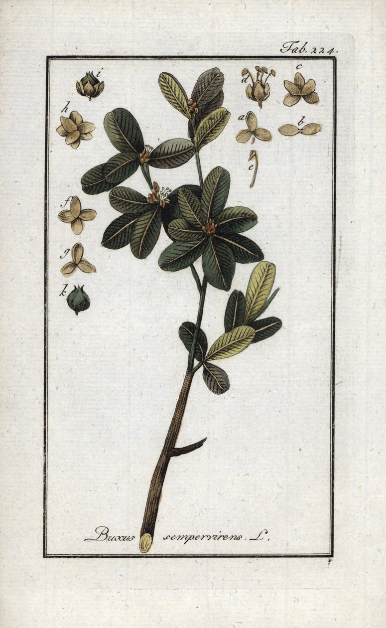 Zimostráz nebo ještě zelený zimostráz (Buxus sempervirens). Litografie z knihy "Afbeelding der Artseny-Gewassen" od Johannese Zorna (1739-1799), Nizozemsko. od Unbekannter Künstler