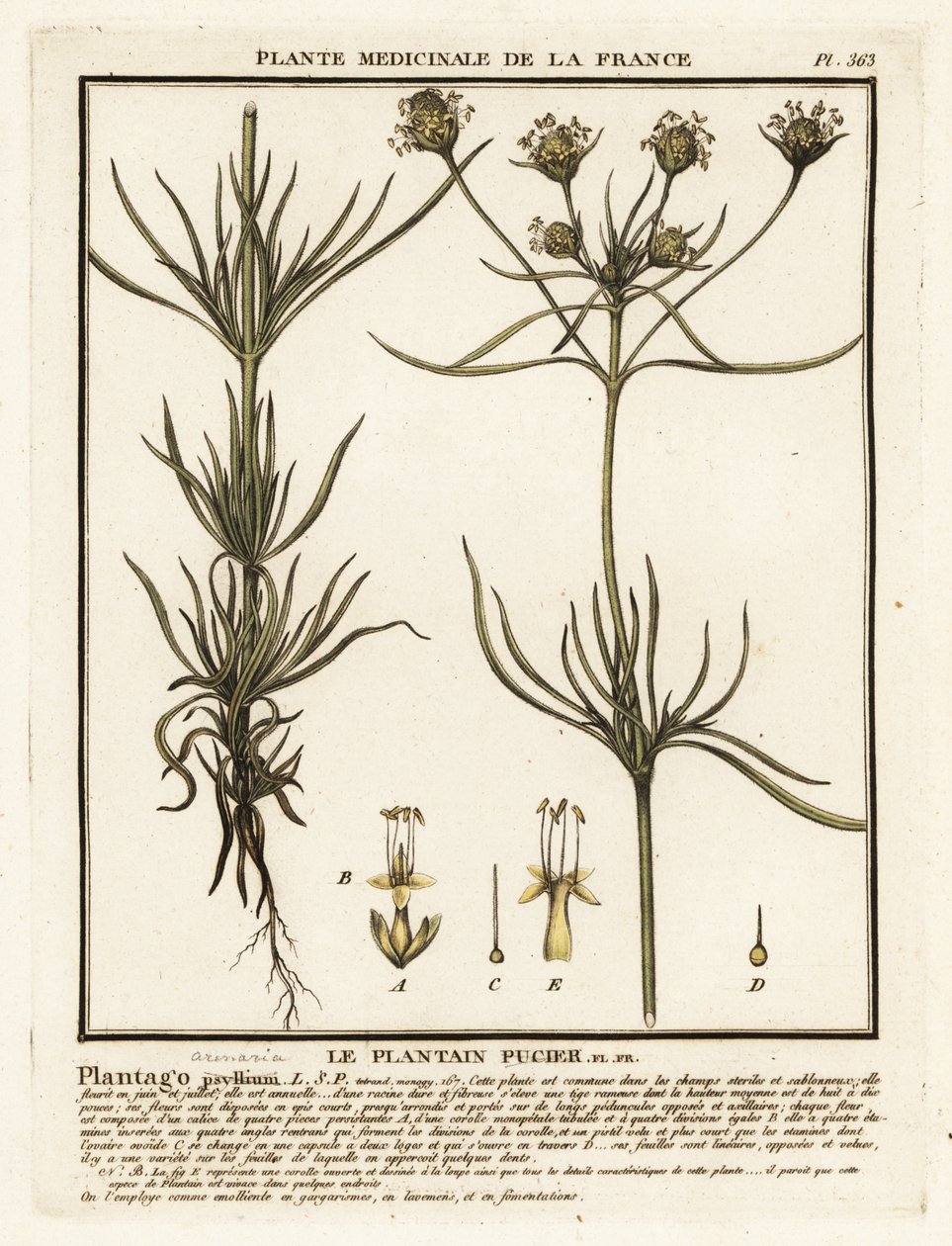 Jitrocel rozvětvený, Plantago indica. od Unbekannter Künstler