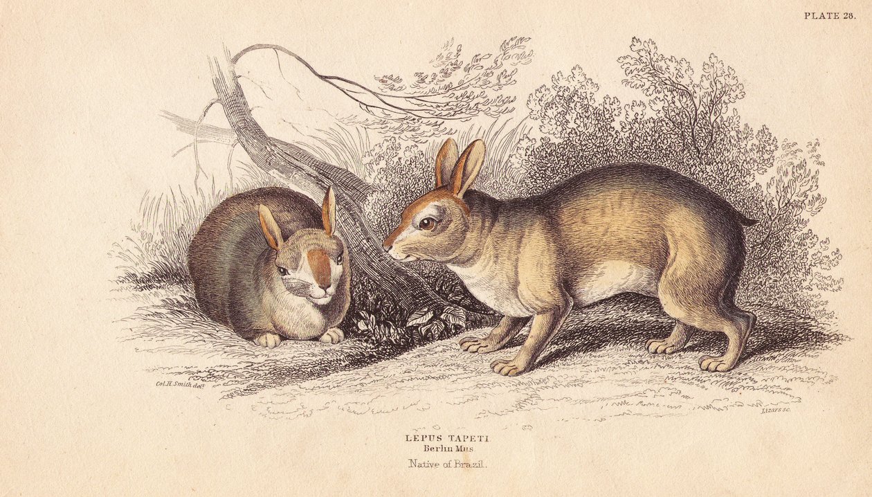 Králík brazilský, Sylvilagus brasiliensis (Lepus tapeti). Z exemplářů v berlínském muzeu. Ručně kolorovaná ocelorytina od Lizarse podle ilustrace Charlese Hamiltona Smithe z Naturalist