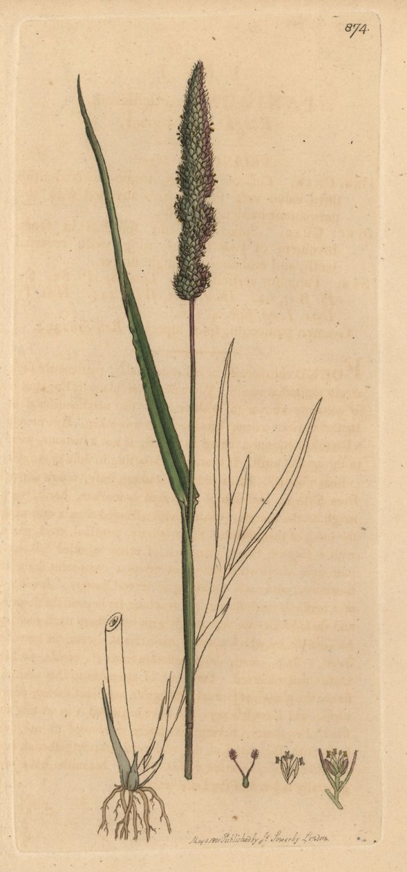 Pcháč zelný, Setaria verticillata (Panicum verticillatum) (zelený setr) Ručně kolorovaná mědirytina podle kresby Jamese Sowerbyho pro knihu James Smith