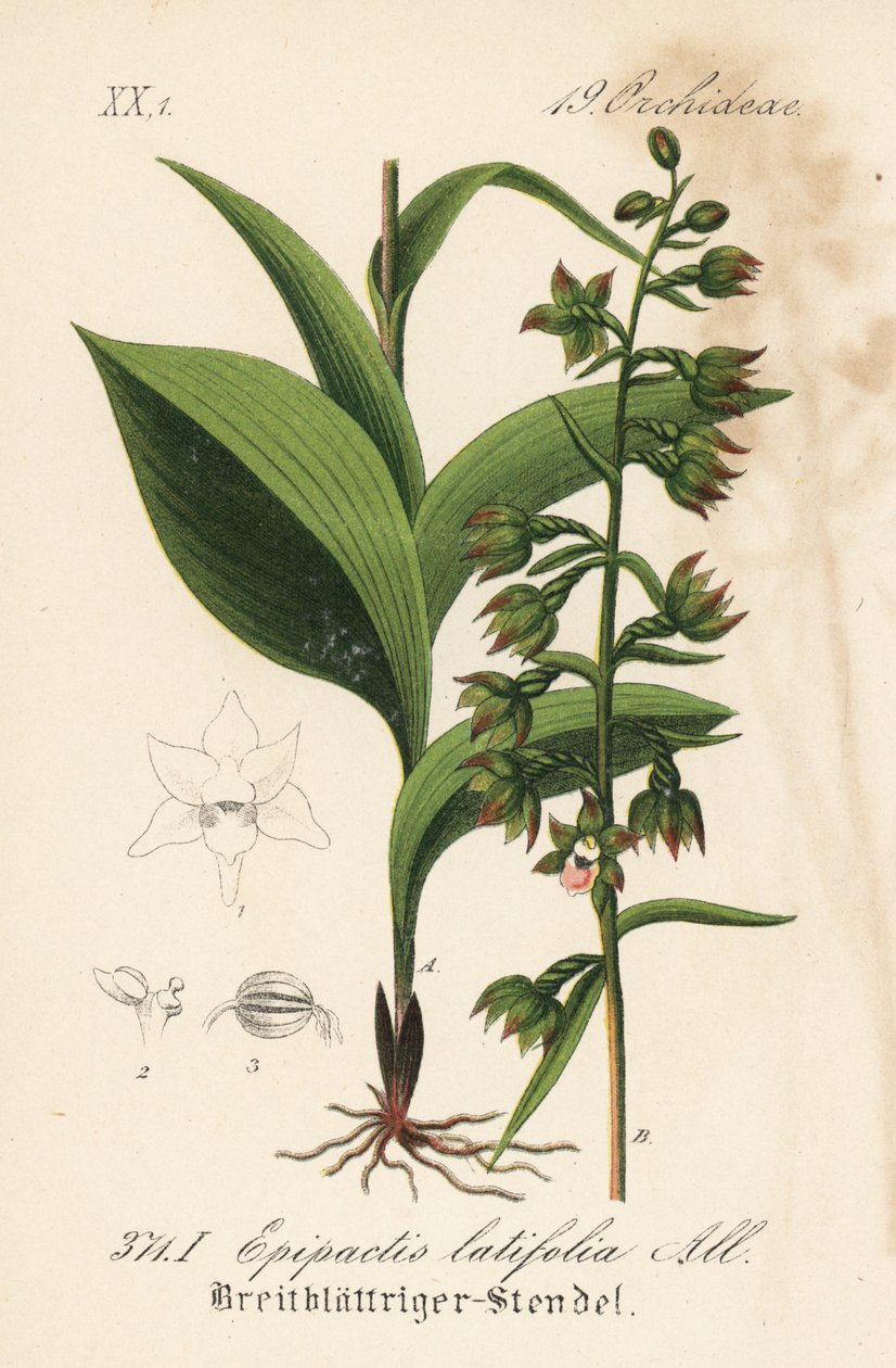 Epitactis širokolistý - Epipactis helleborine, Epipactis helleborine (Epipactis latifolia). Ručně kolorovaná litografie z knihy Diedericha von Schlechtendala Německá flóra (Flora von Deutschland), Jena. od Unbekannter Künstler