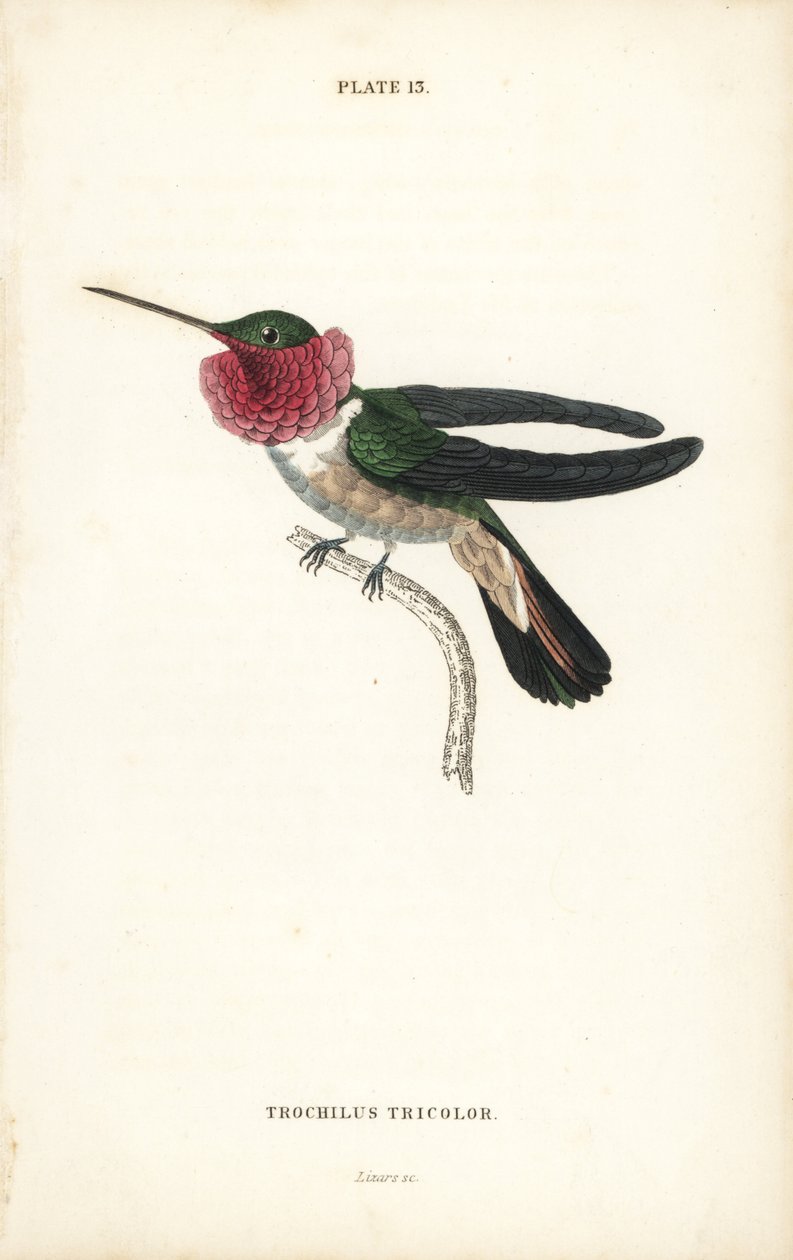 Kolibřík širokoocasý, Selasphorus platycercus (kolibřík tříbarevný, Trochilus tricolor). Ručně kolorovaná ocelorytina od Williama Lizarse z Naturalist