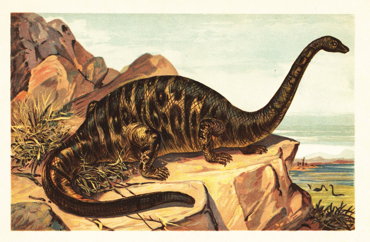 Brontosaurus excelsus, vyhynulý druh gigantického čtyřnožce sau1908 (litografie) od Unbekannter Künstler
