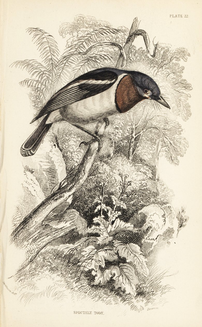 Hnědooký bahňák, Platysteira cyanea (Zobrazit tody, Platystera lobata). Ručně kolorovaná ocelorytina Williama Lizarse podle ilustrace Williama Swainsona z Naturalist