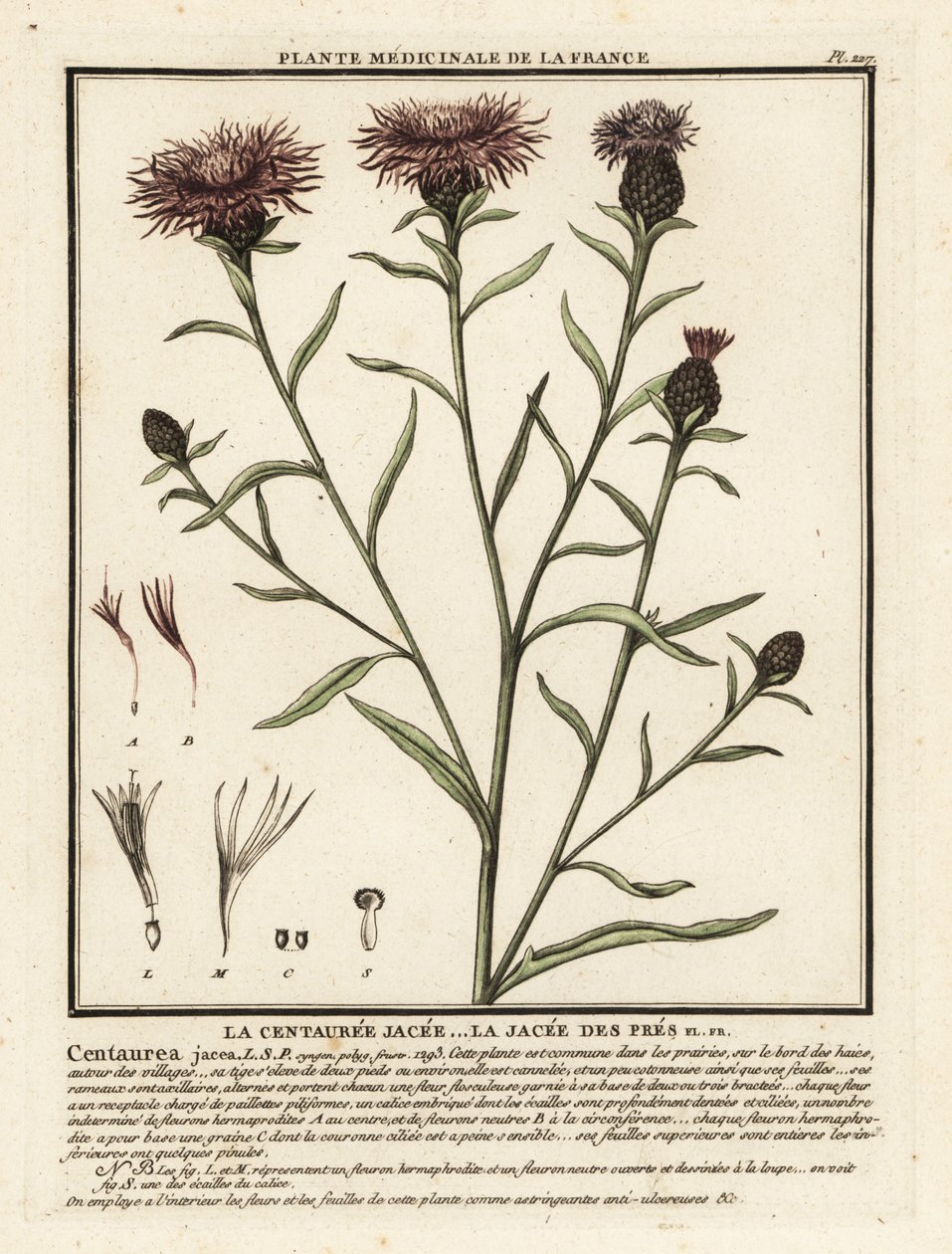 Chňapka hnědá, Centaurea jacea. od Unbekannter Künstler