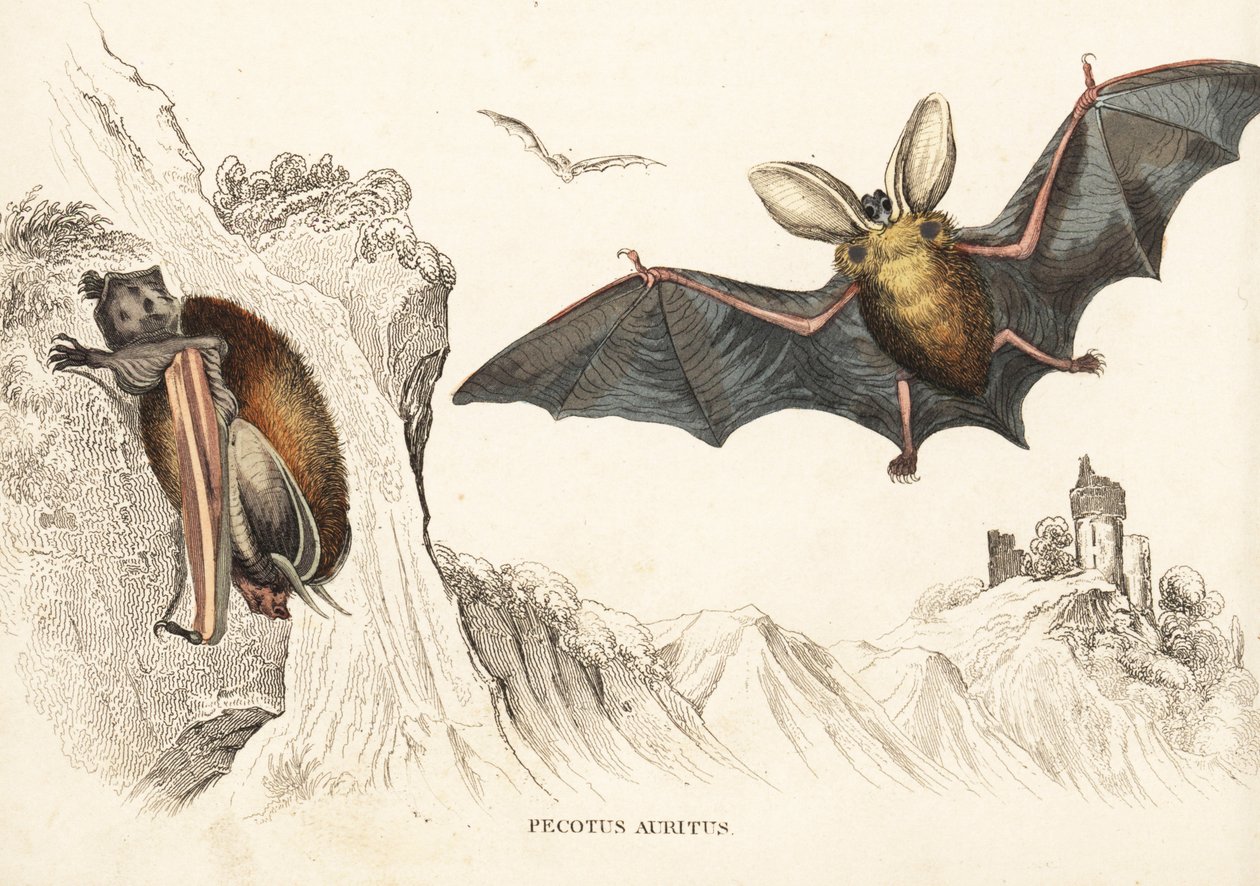 Netopýr hnědý ušatý nebo netopýr ušatý. Ručně kolorovaná ocelorytina z přírodovědné galerie Georga Friedricha Treitschkeho, Naturhistorischer Bildersaal des Thierreiches, Liepzig-1842. od Unbekannter Künstler