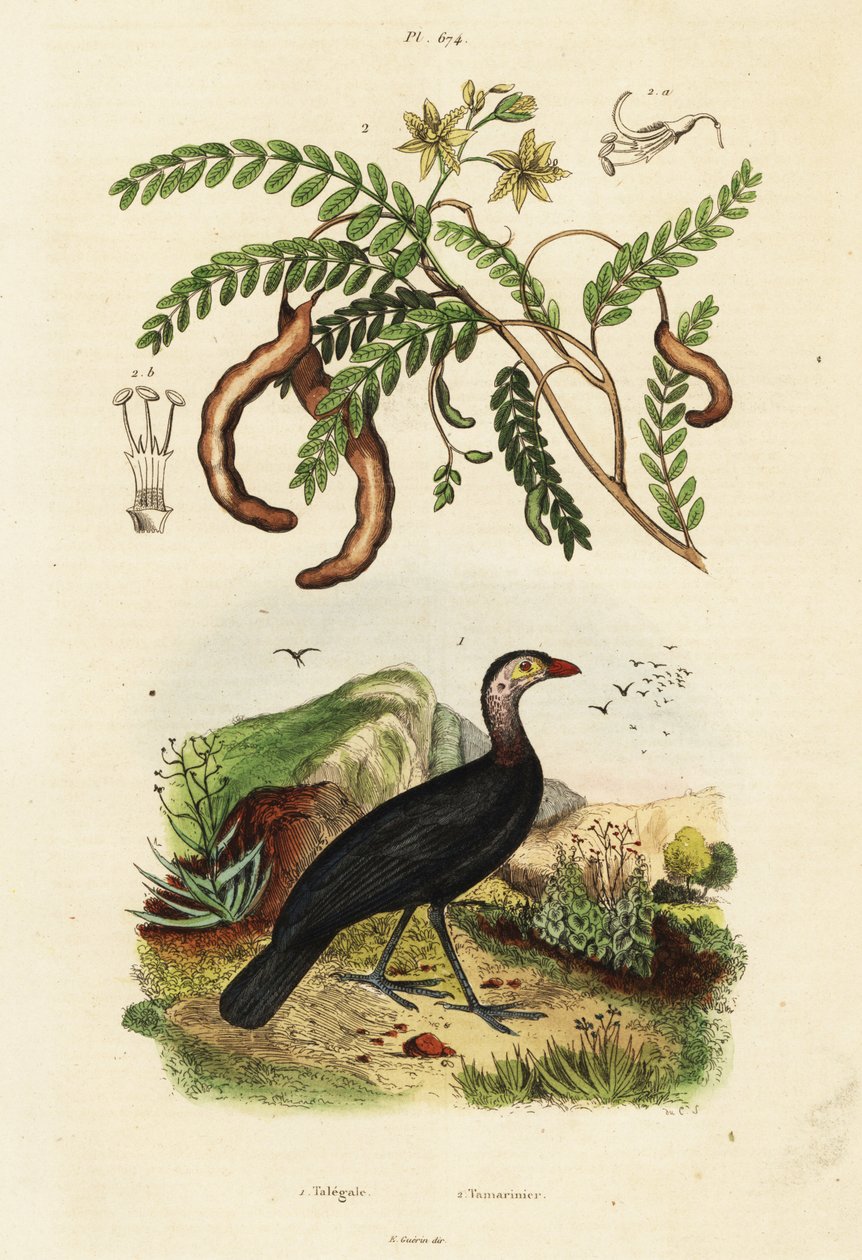 Brushturkey a tamarind., 1834-1839 (rytina) od Unbekannter Künstler