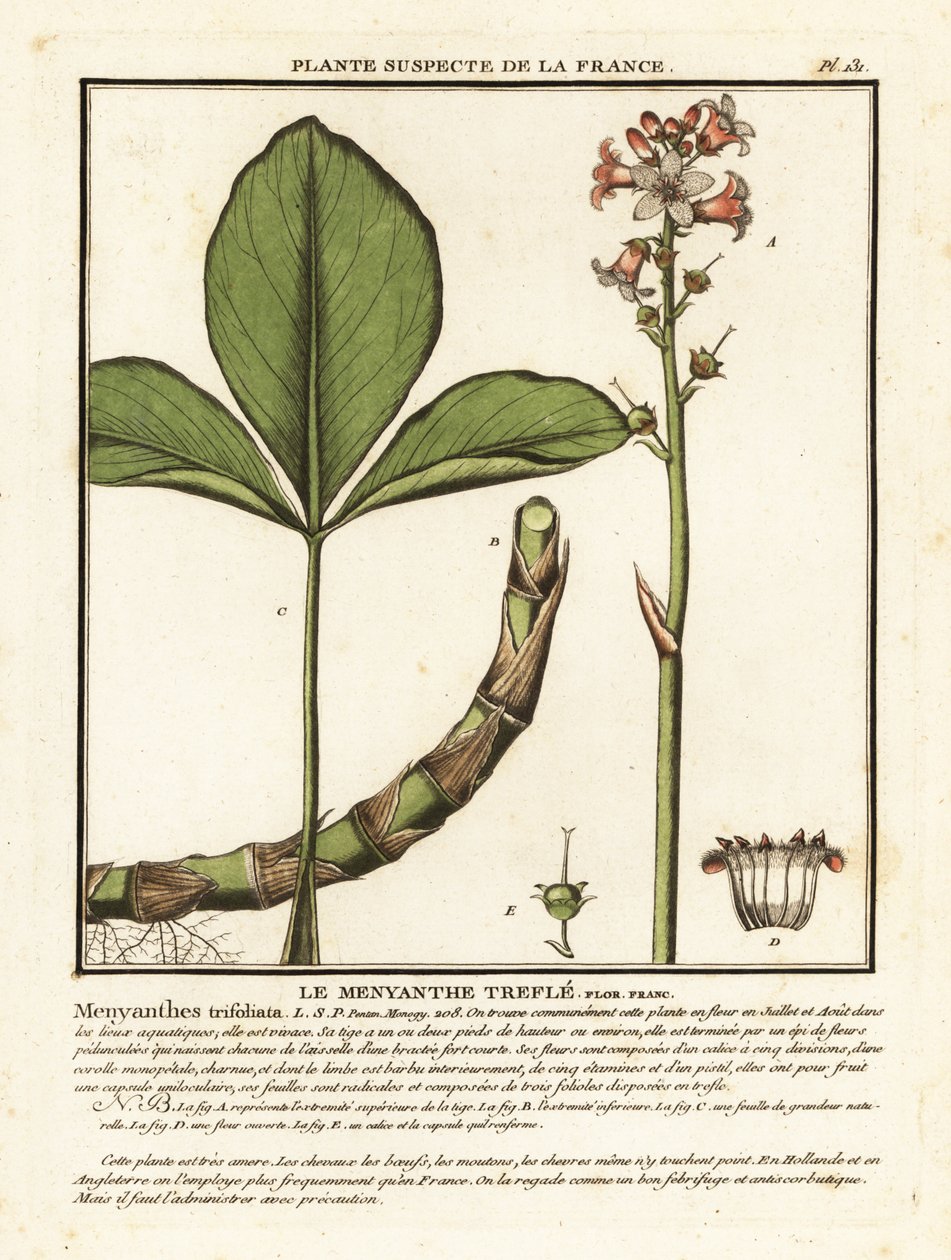 Pohanka, Menyanthes trifoliata. od Unbekannter Künstler
