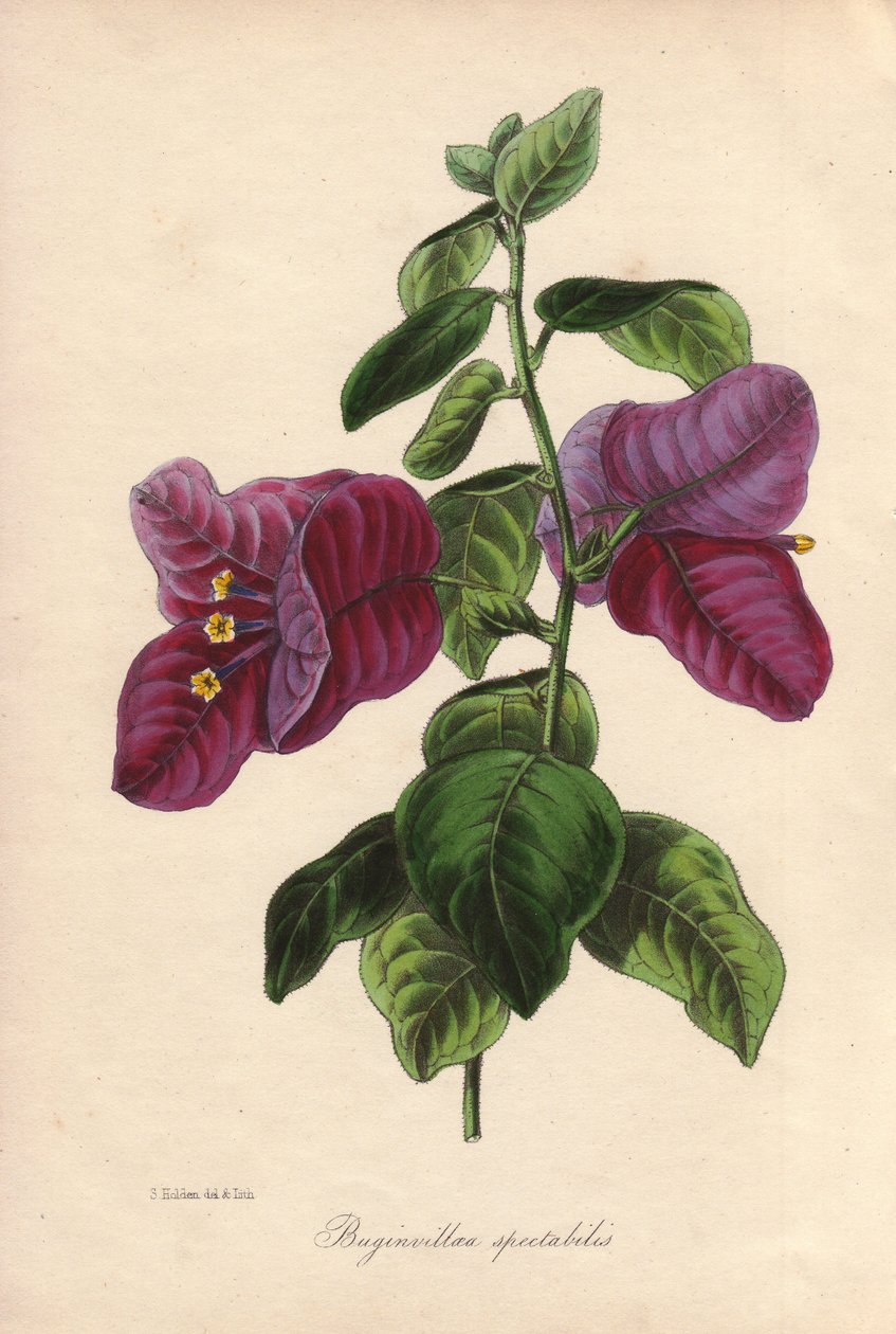 Buginvillaea spectabilis (La bougainvillee nebo bougainvillee). Ručně kolorovaná litografie nakreslená Samuelem Holdenem pro sira Josepha Paxtona v "Magazine of Botany", Londýn, W.S. Orr. od Unbekannter Künstler