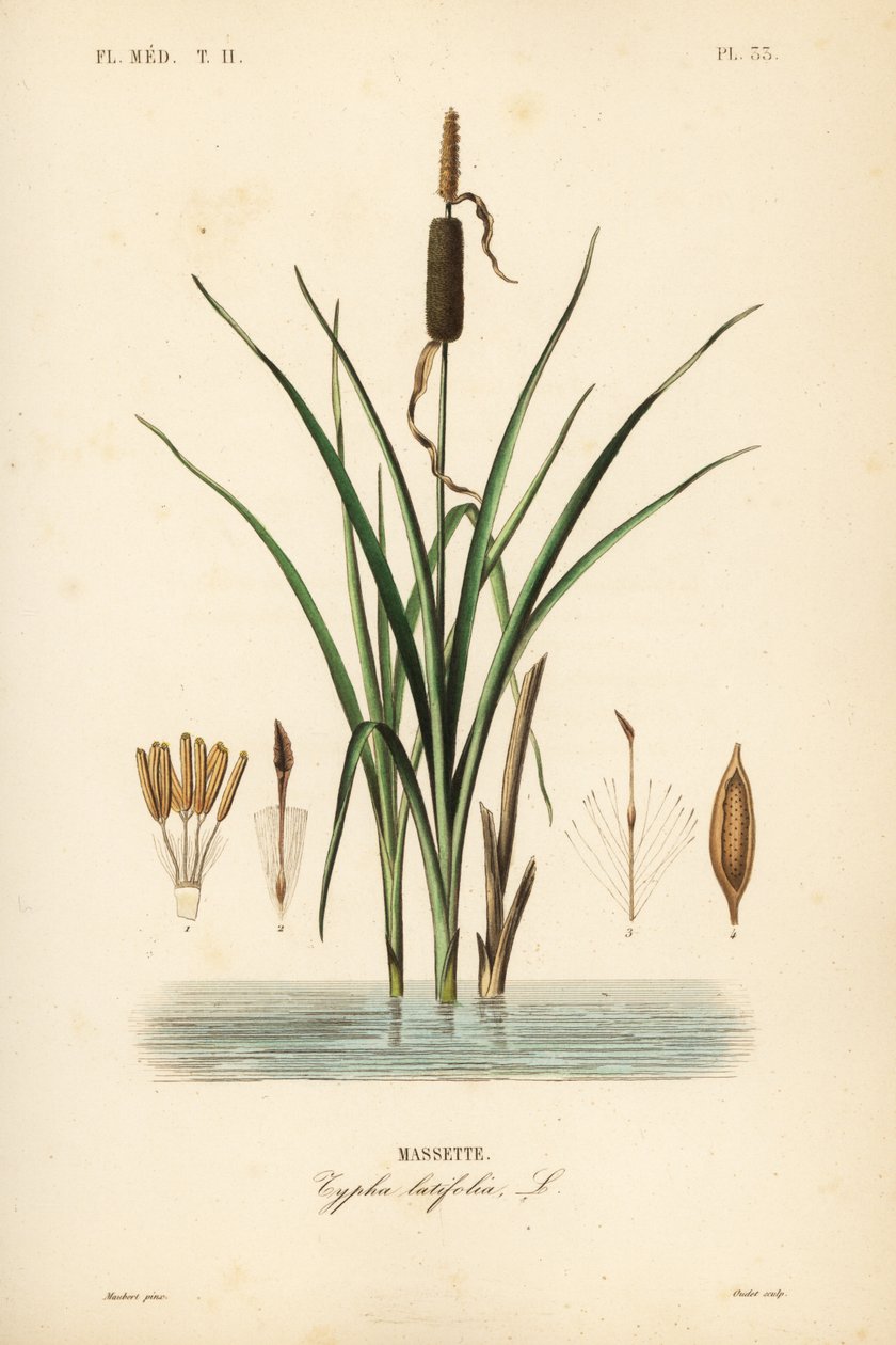 Orobinec širokolistý, Typha latifolia, Massette od Unbekannt